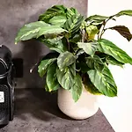 Cozy In Prenzlauer Berg ベルリン