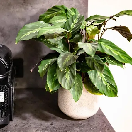 Cozy In Prenzlauer Berg Berlín